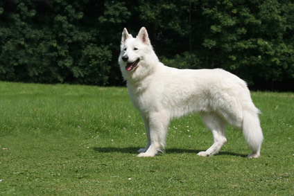 race chien berger blanc suisse